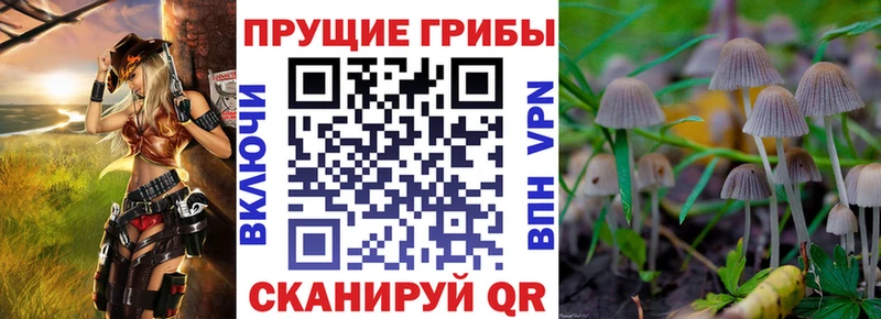 Псилоцибиновые грибы Cubensis Ленинградская
